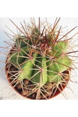 Melocactus--kaktüs thumbnail 2