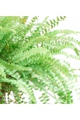 Aşk Merdiveni - Nephrolepis Green Lady thumbnail 2
