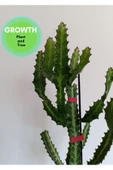 Euphorbia Lactea Kaktüs thumbnail 3