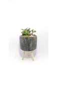 Dekoratif Desenli Saksıda Crassula thumbnail 1