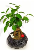 Dekoratif Saksıda Mini Bonsai thumbnail 2