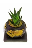 Dekoratif Saksıda Haworthia thumbnail 2