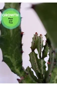 Euphorbia Lactea Kaktüs thumbnail 4