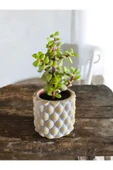 Mini Bonsai para ağacı 5.5 taş saksıda thumbnail 3