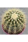 Echinocactus Grusonii thumbnail 2