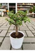 Portulacaria Afra Bonzai thumbnail 1