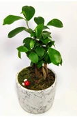 Dekoratif Desenli Saksıda Mini Bonsai thumbnail 4