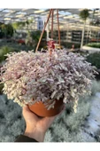 Callisia Rosato thumbnail 2
