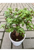 Portulacaria Afra Bonzai thumbnail 2
