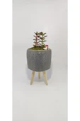 Dekoratif Desenli Saksıda Crassula thumbnail 1