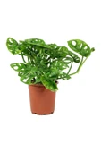 Ithal Monstera Adansonii Monstera Monkey Mask Ithal Deve Tabanı thumbnail 2