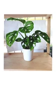 Monstera Adansonii Monkey thumbnail 4