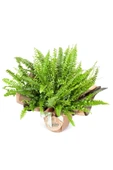 Aşk Merdiveni - Nephrolepis Exaltata thumbnail 2