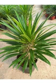 Madagaskar Palmiyesi 40-50 cm Saksılı Bitki thumbnail 3