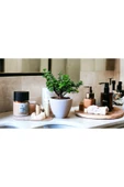 Bonsai Ağacı Afra Para Bitkisi thumbnail 1