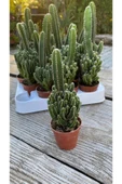 Cereus Peruvianus thumbnail 1