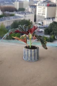Beton Sütün Saksıda Çilli Begonya thumbnail 5