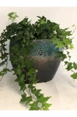 Hedera Helix thumbnail 2