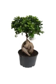 Bonsai Ficus Ginseng 20cm thumbnail 1