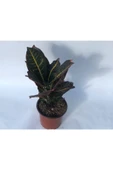 Kroton Çiçeği 40cm-60cm thumbnail 1