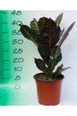 Kroton Çiçeği 40cm-60cm thumbnail 2