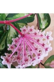 Hoya Carnosa Tricolor Alacalı Mum Çiçeği thumbnail 1