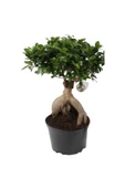 Bonsai Ficus Ginseng 20cm thumbnail 3