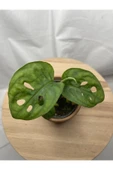 Monstera Adansonii thumbnail 2