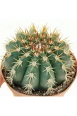 12 cm çap Melo kaktüs Melocactus Matanzanus thumbnail 5