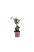 Bonsai Ficus Ginseng Mini 10-15cm thumbnail 1