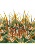 12 cm çap Melo kaktüs Melocactus Matanzanus thumbnail 4