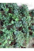 Hedera Sarmaşık 3 Adet thumbnail 1