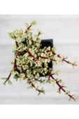 Para Ağacı Yeşim - Portulacaria Afra Variegata thumbnail 1