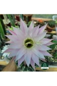 Kaynana Topuzu -echinopsis- Çiçek Açar thumbnail 1