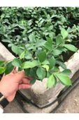 Fıcus Gınseng 30-60 gr Bonsai thumbnail 2