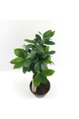 Bonsai thumbnail 2