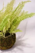 Aşk Merdiveni Kokedama thumbnail 4