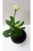 Seramik Saksılı Diken Tacı thumbnail 3