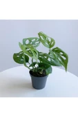 Monstera Adansonii - Deve Tabanı Bitkisi (mini) thumbnail 1