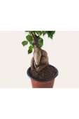 Bonsai ( Ficus Ging Seng) 30 Cm thumbnail 4