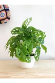 Monstera Adansonii Monkey 35-40 Cm thumbnail 1
