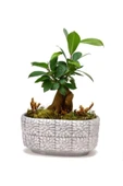 Mini Ficus Bonsai Ağacı thumbnail 1