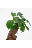 Bonsai Ficus Ginseng Mini 10-15cm thumbnail 2