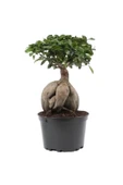 Bonsai Ficus Ginseng 20cm thumbnail 2