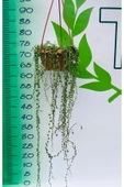 Tesbih Çiçeği (senecio) 80cm-100cm thumbnail 2