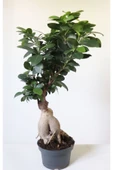 Ficus Ginseng Bonsai Ev Ofis Salon Bitkisi thumbnail 1