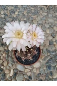 Gymnocalycium Mihanovichii thumbnail 2