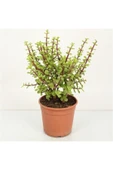 Para Ağacı Bonsai Bitkisi thumbnail 3
