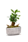 Mini Ficus Bonsai Ağacı thumbnail 2