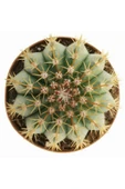 12 cm çap Melo kaktüs Melocactus Matanzanus thumbnail 3